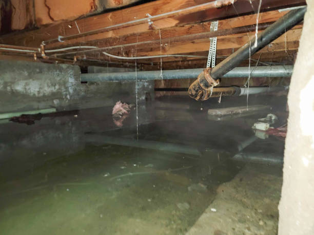 Best Basement water damage restoration  in Red Springs, NC